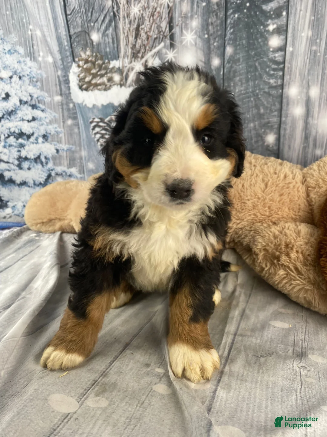 Bernese Mountain Dog dogs for sale: June - Ad 7