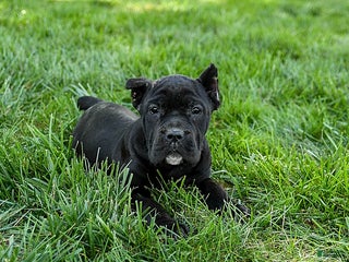 Cane Corso dogs - Ad 34