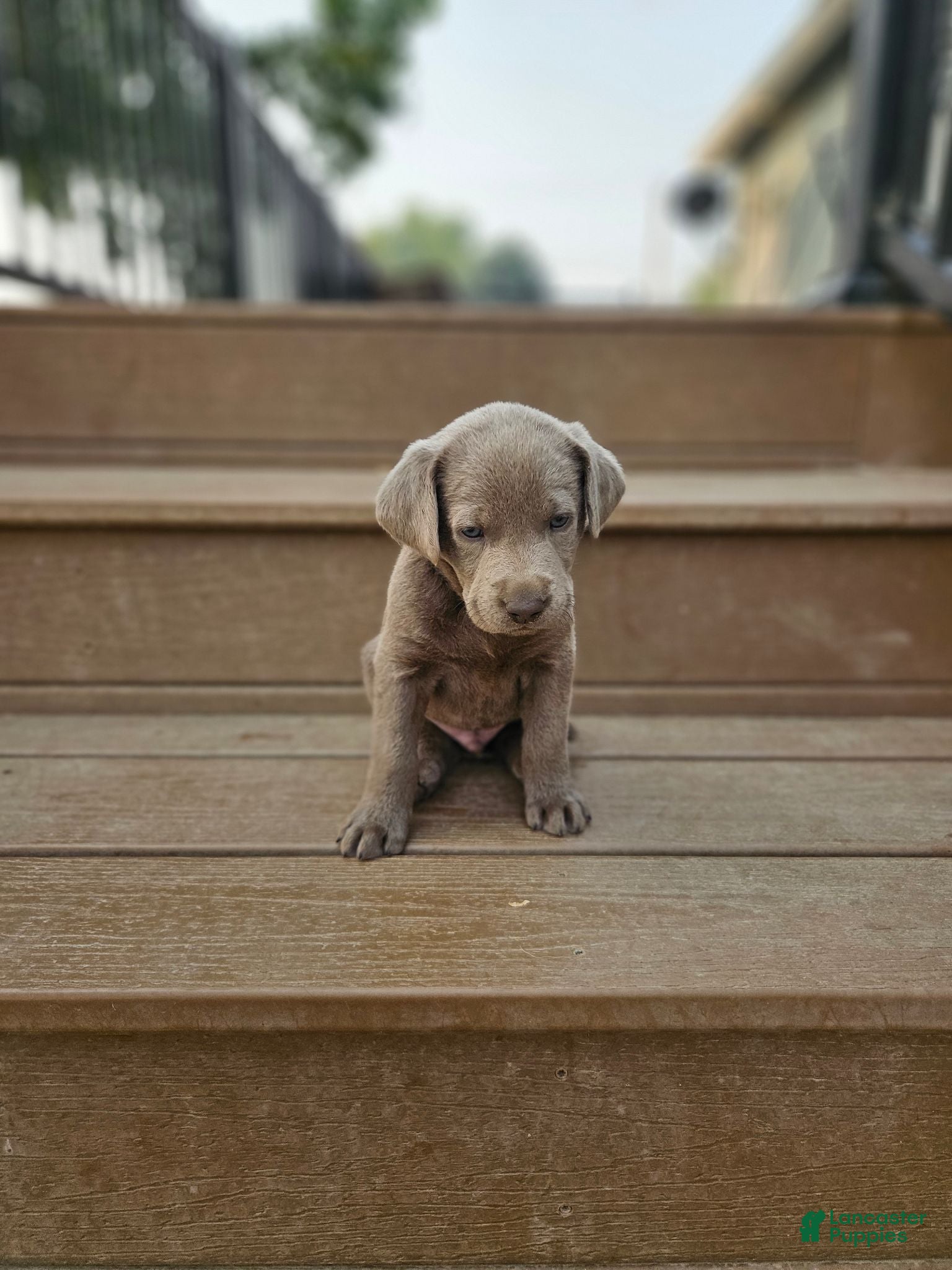 Labrador Retriever dogs Labrador Retriever 3 - Ad 10
