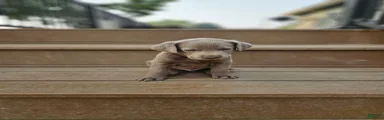 Labrador Retriever 3