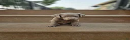 Labrador Retriever dogs for sale: Labrador Retriever 3 - Ad 1