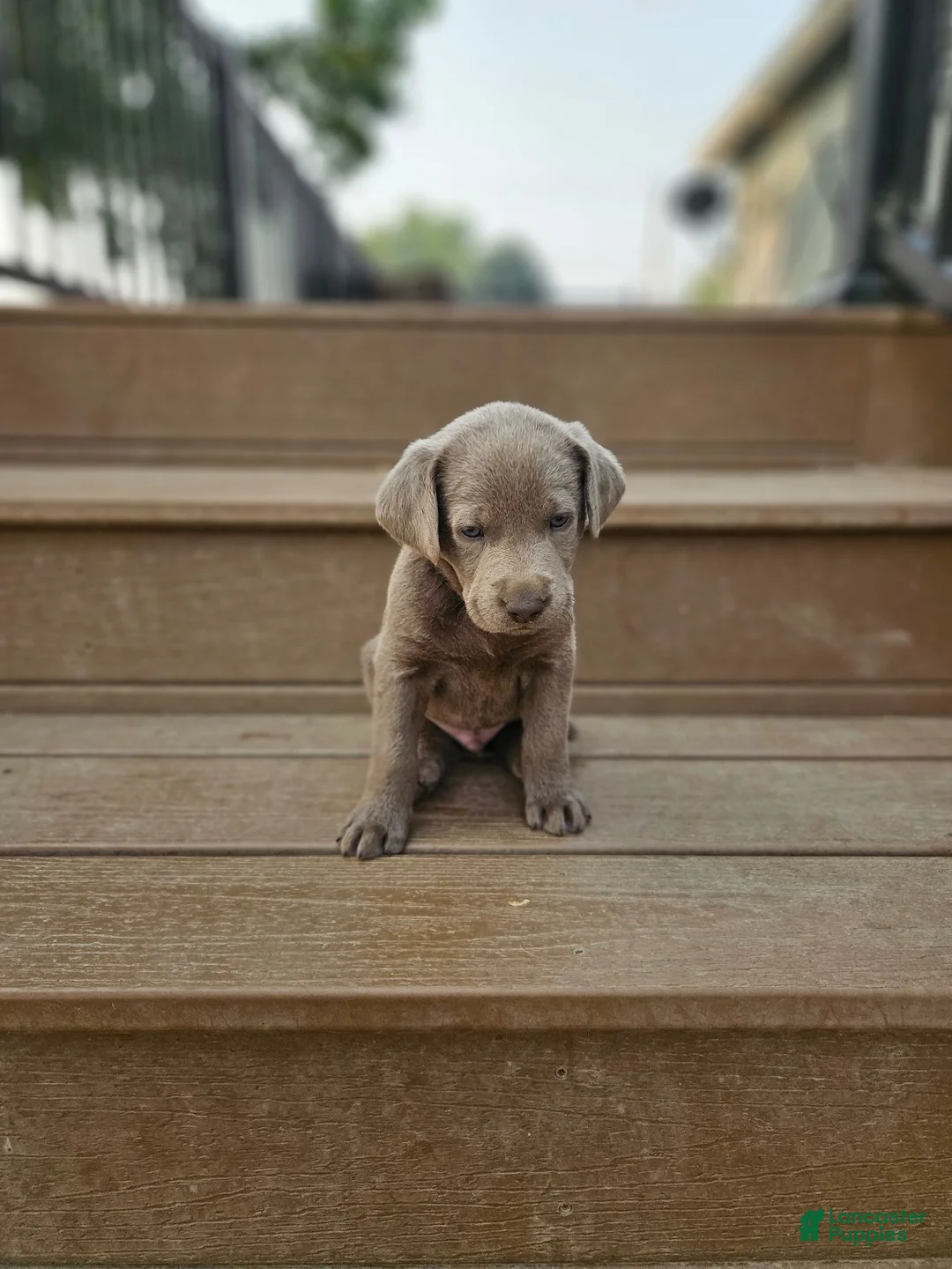 Labrador Retriever dogs for sale: Labrador Retriever 3 - Ad 1