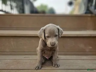 Labrador Retriever dogs Labrador Retriever 3 - Ad 10