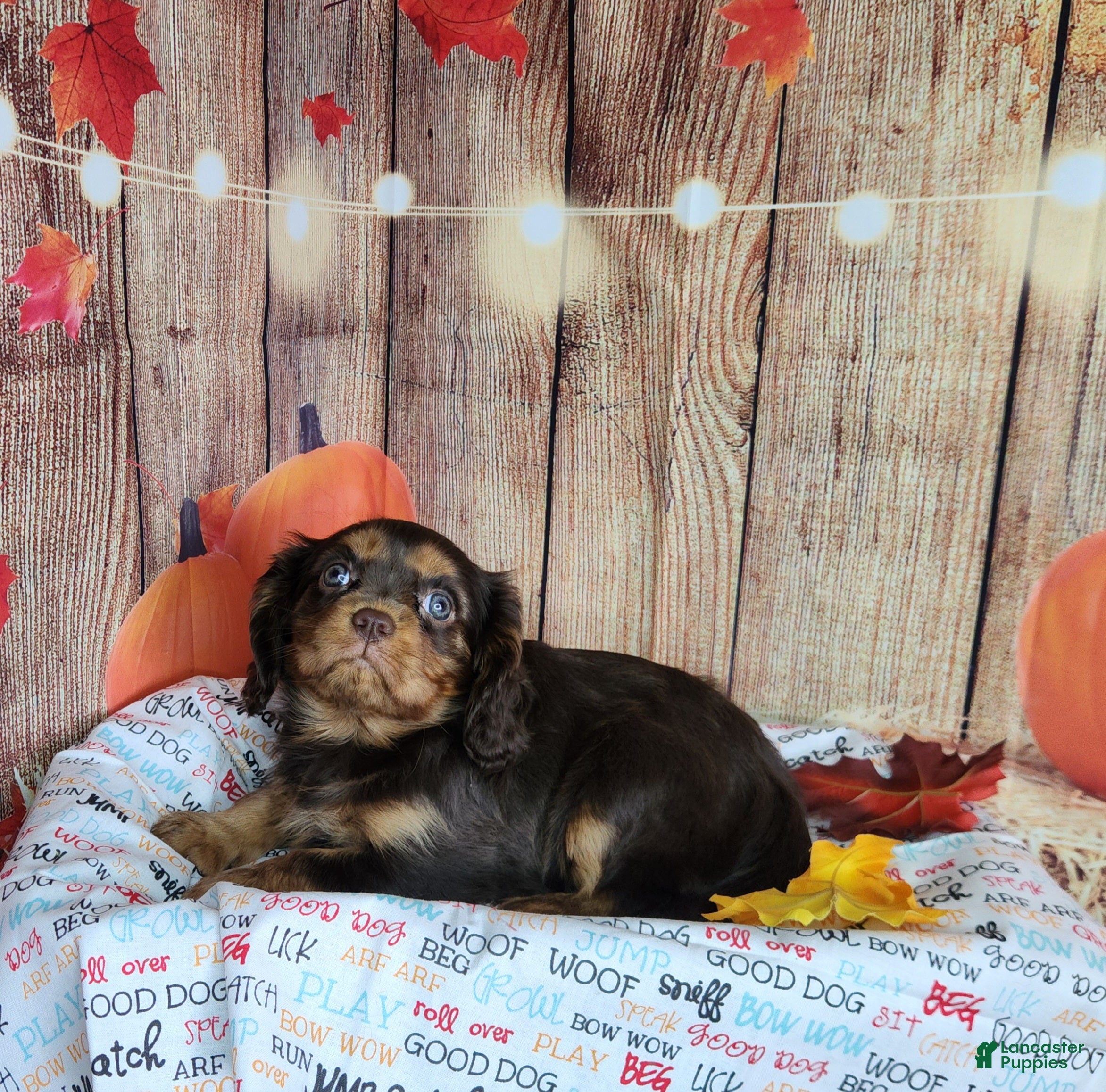 Cavalier King Charles Spaniel dogs for sale: AKC Zoey - Ad 1