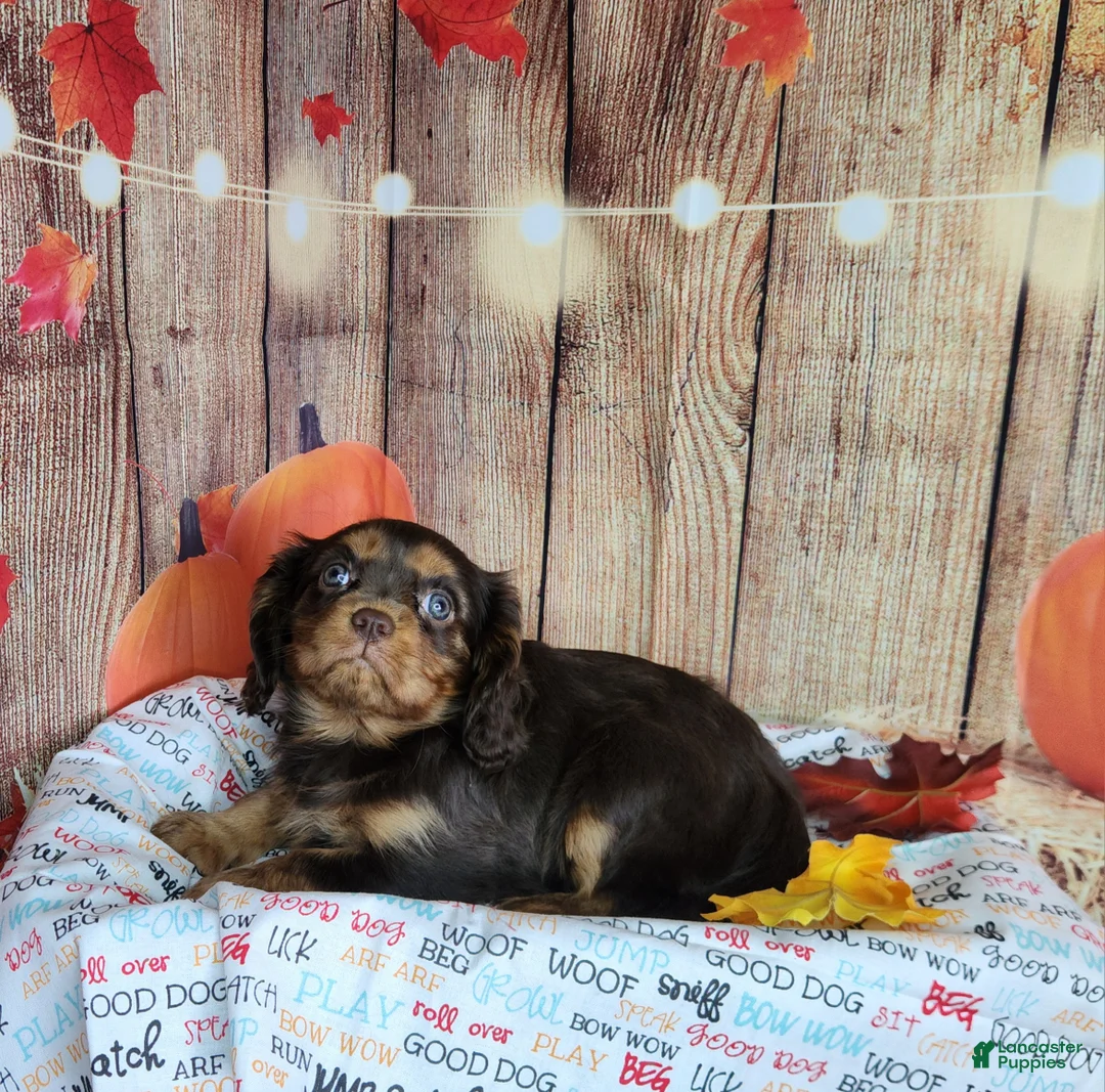 Cavalier King Charles Spaniel dogs for sale: AKC Zoey - Ad 1