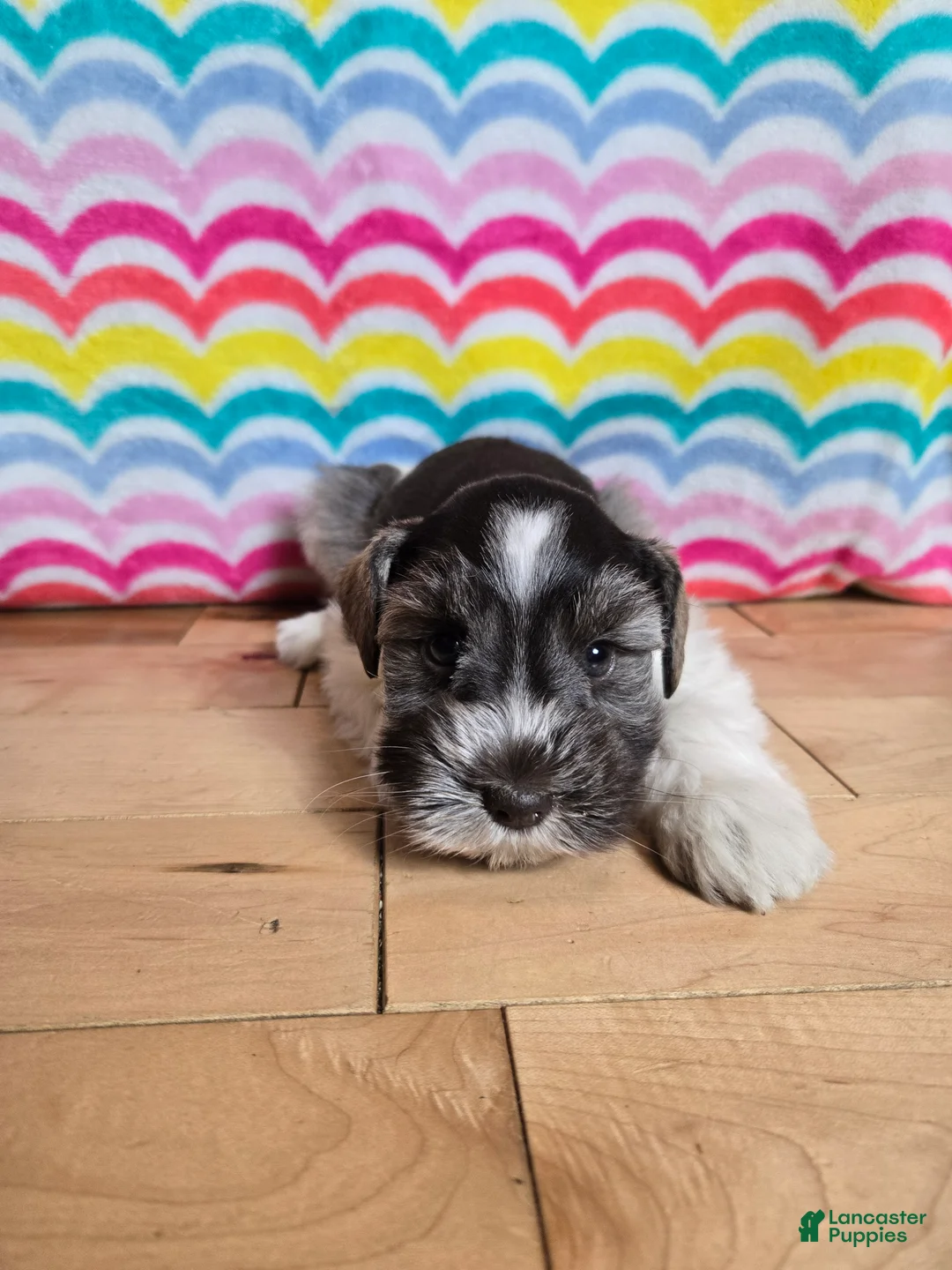 Miniature Schnauzer dogs for sale: Mildred - Ad 4