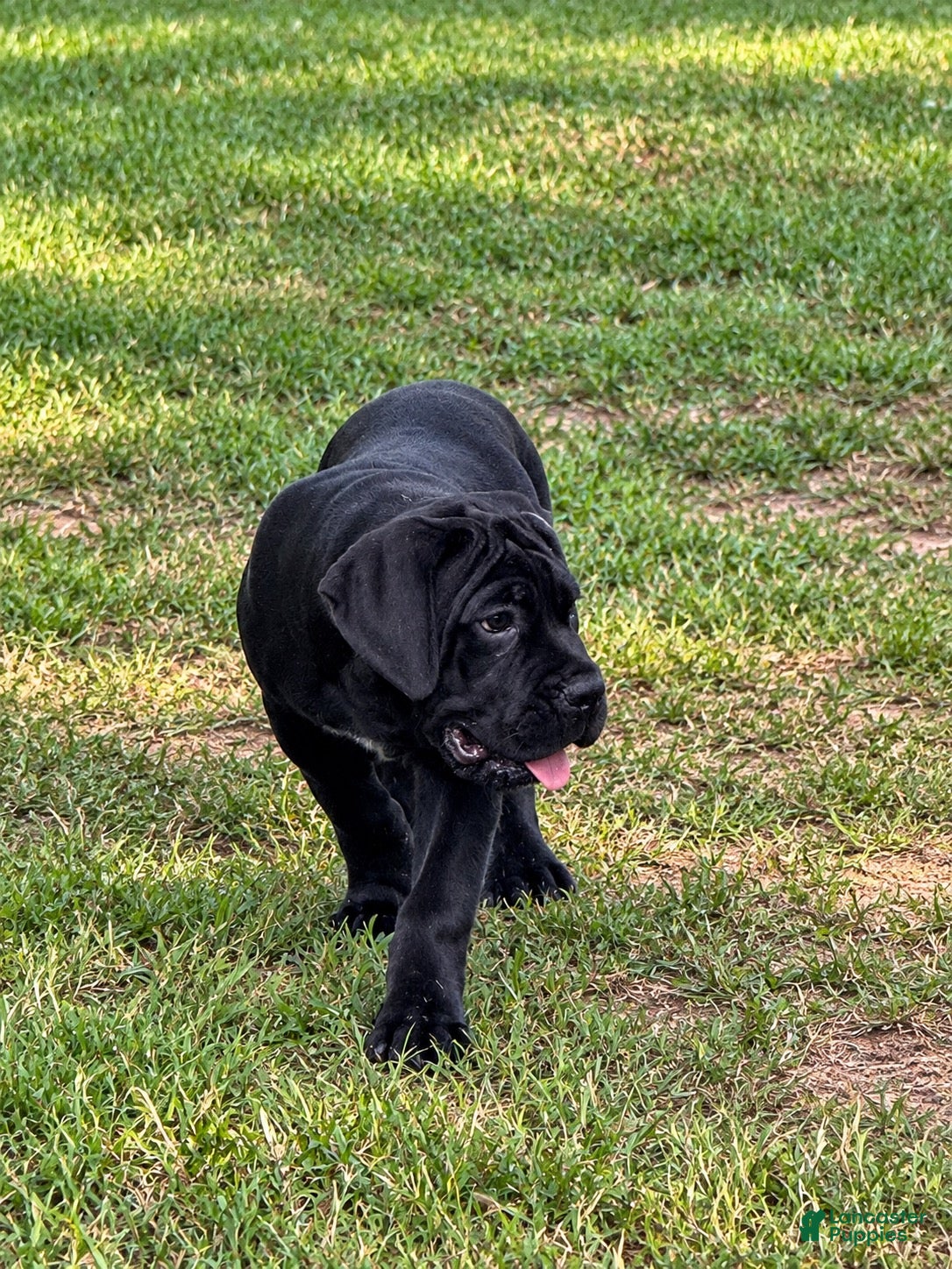 Cane Corso dogs Cane Corso 4 - Ad 2