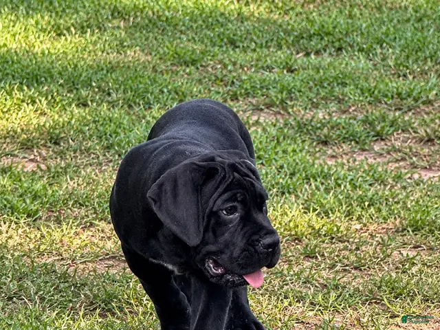 Cane Corso dogs for sale: Cane Corso 4 - Ad 2