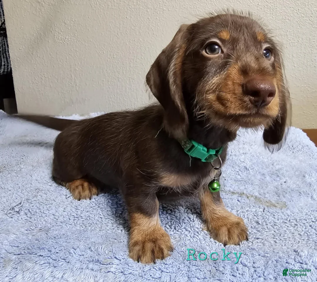 Dachshund dogs for sale: Rockin Robin - Ad 5