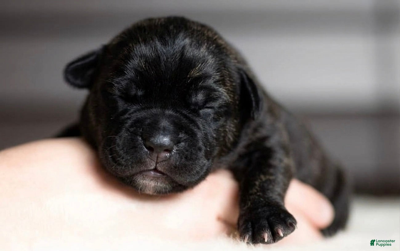 Cane Corso dogs Black Velvet Abyss Scarlet Shadow - Ad 38