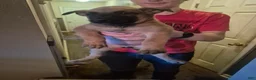 Mixed Breed dogs for sale: Mixed Breed 4 - Ad 2