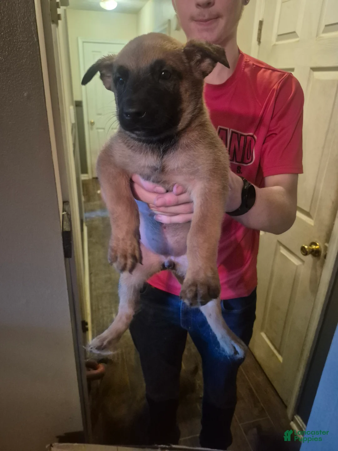 Mixed Breed dogs for sale: Mixed Breed 4 - Ad 2