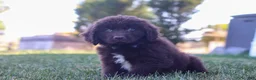 Newfoundland dogs for sale: Archie - Ad 3