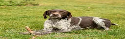German Shorthaired Pointer dogs for sale: Rifle - Ad 5