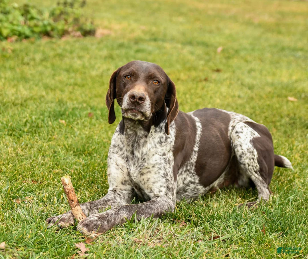 German Shorthaired Pointer dogs for sale: Rifle - Ad 5