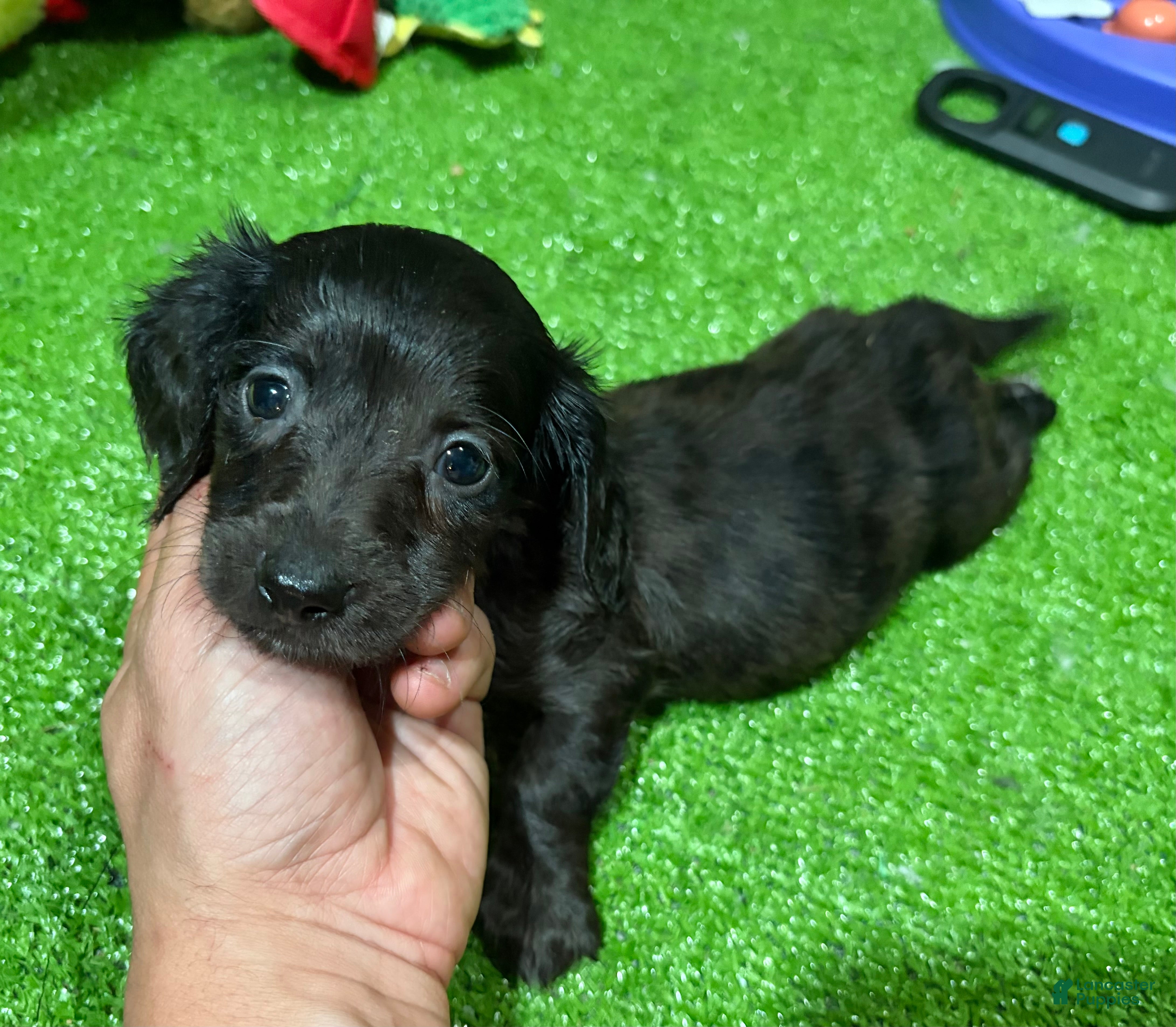 Miniature Dachshund dogs Sam - Ad 5