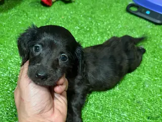 Miniature Dachshund dogs Sam - Ad 21