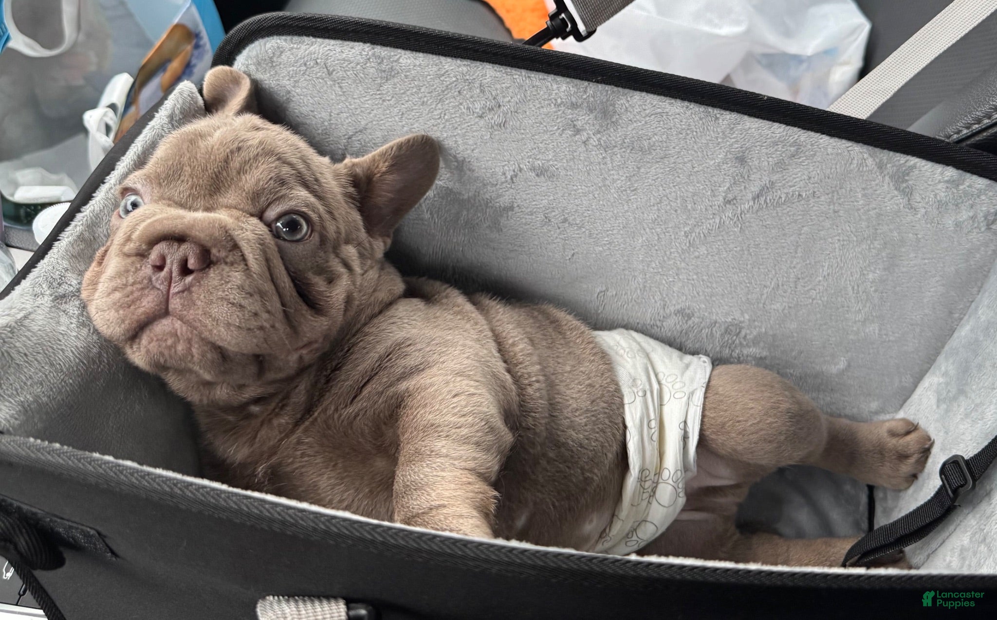 French Bulldog dogs Teddy - Ad 1