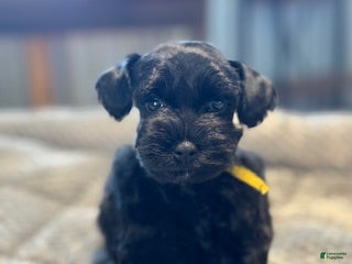 Miniature Schnauzer dogs Lucky - Ad 1