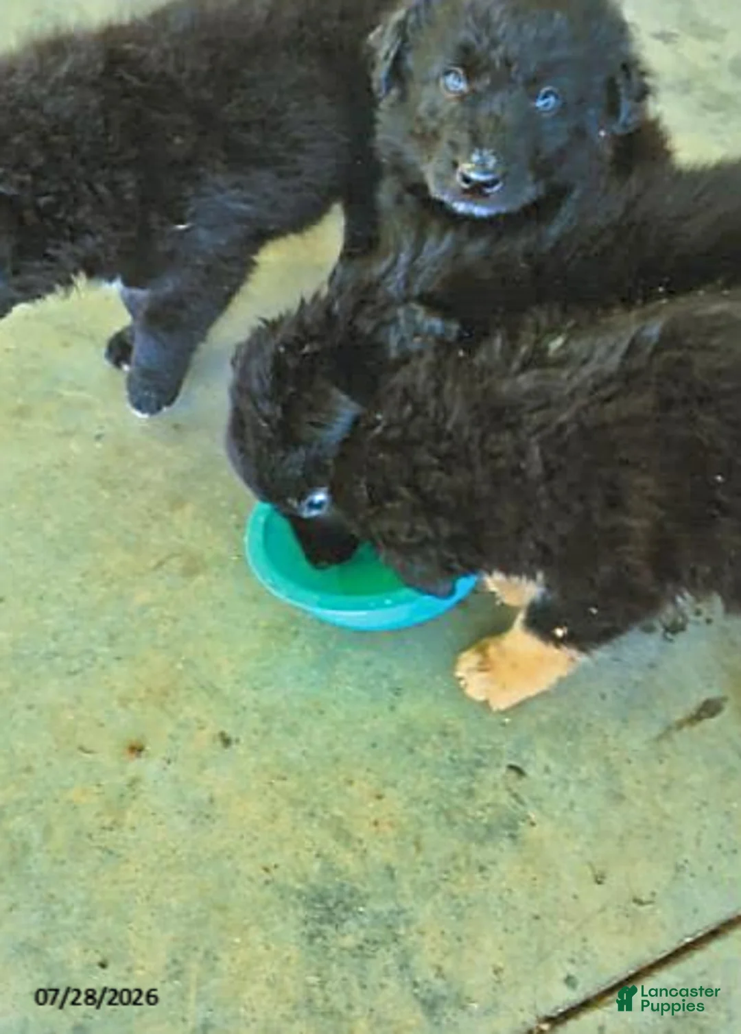 English Shepherd dogs for sale: Bobby - Ad 2