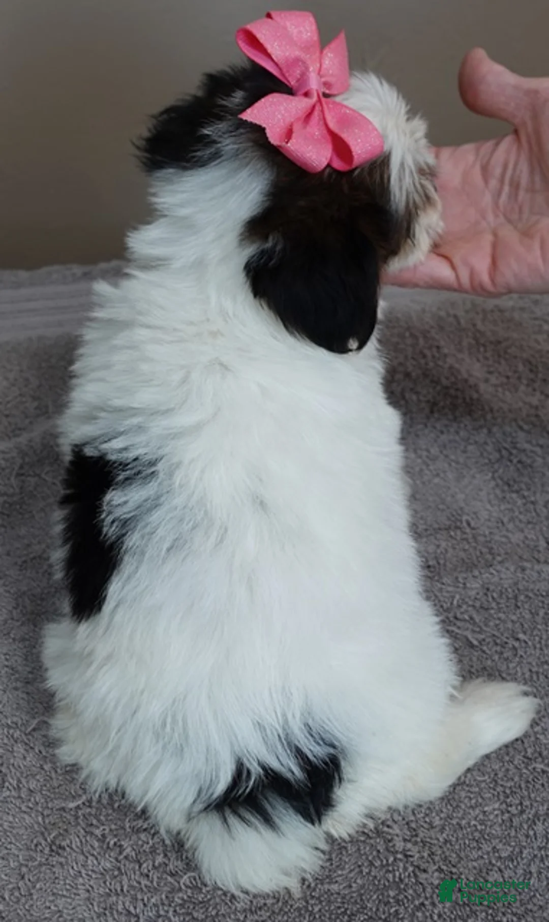 Yorkshire Terrier dogs for sale: Tansy 1 lb 3 ozs - Ad 9