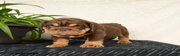 English Bulldog dogs for sale: Rufus - Ad 3
