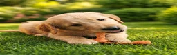 Goldendoodle dogs for sale: Blue - Ad 5