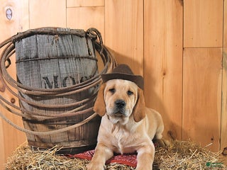 Labrador Retriever dogs - Ad 22