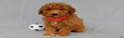 Mini Goldendoodle dogs for sale: Kenny - Ad 6
