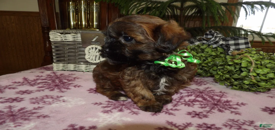 Gallery Image {{count}}