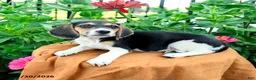 Beagle dogs for sale: Hazel - Ad 4