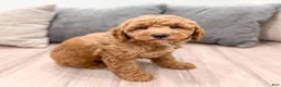 Mini Goldendoodle dogs for sale: Harper - Ad 7