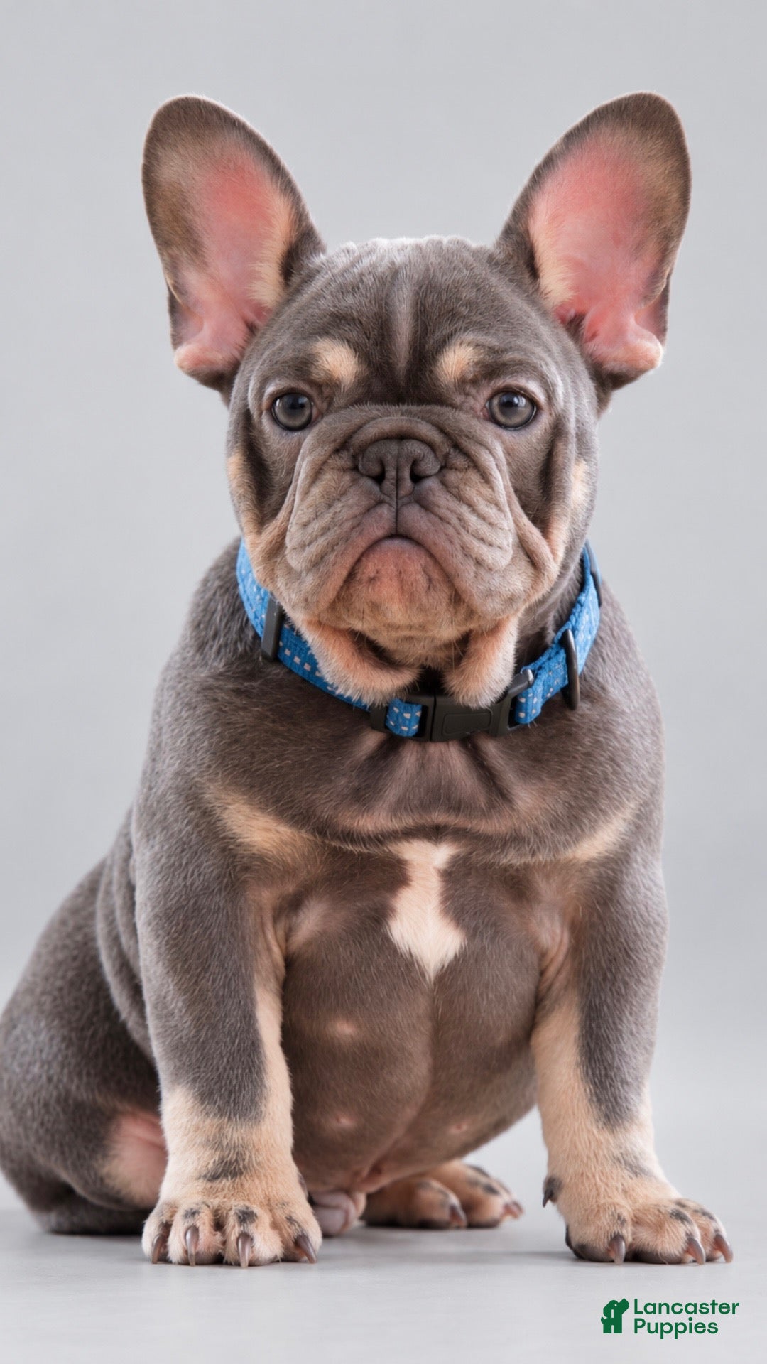 French Bulldog dogs Banksy - Ad 1