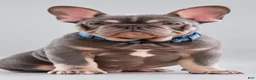 French Bulldog dogs for sale: Banksy - Ad 1