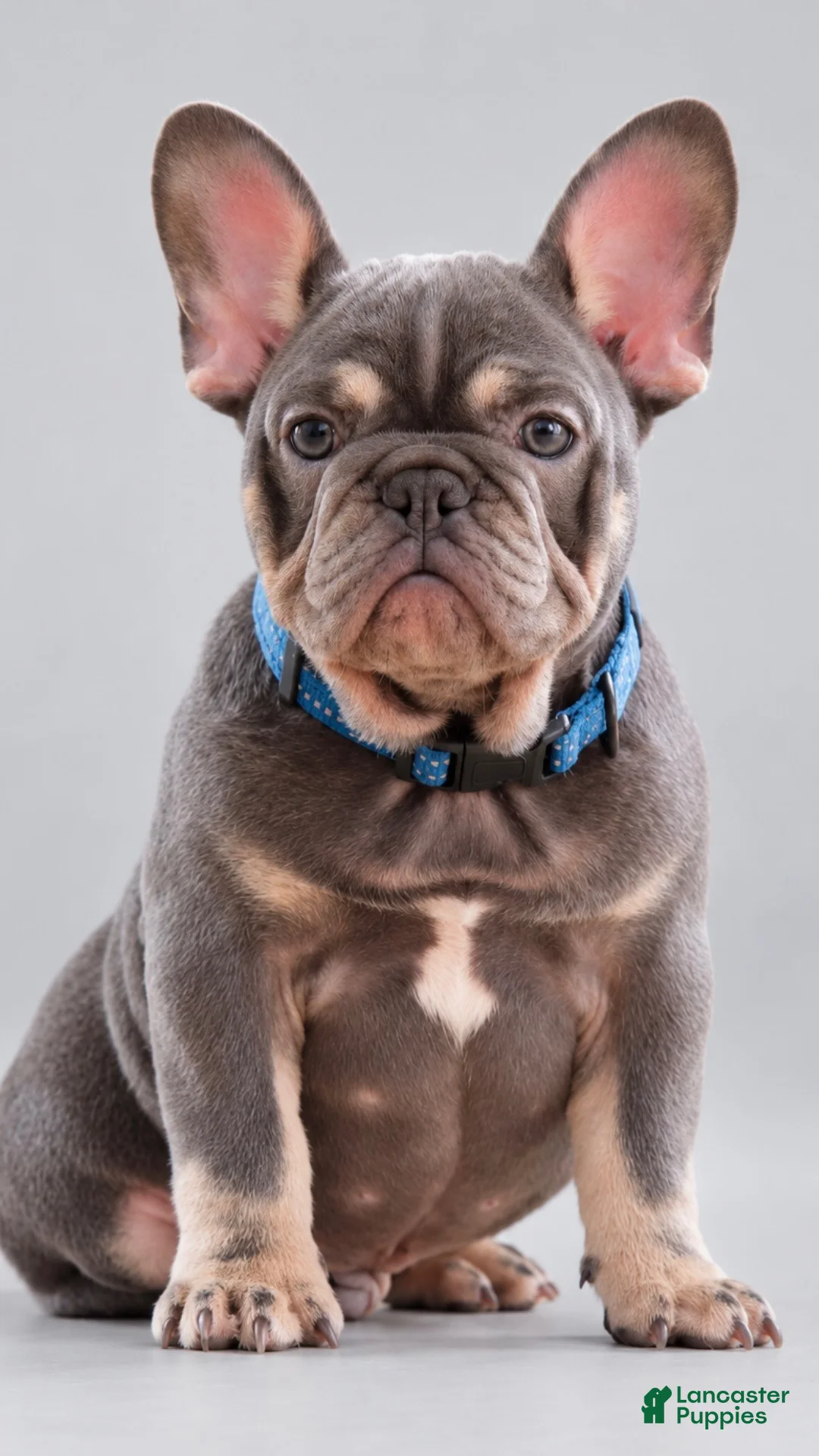 French Bulldog dogs for sale: Banksy - Ad 1