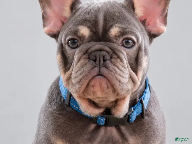 French Bulldog dogs for sale: Banksy - Ad 1