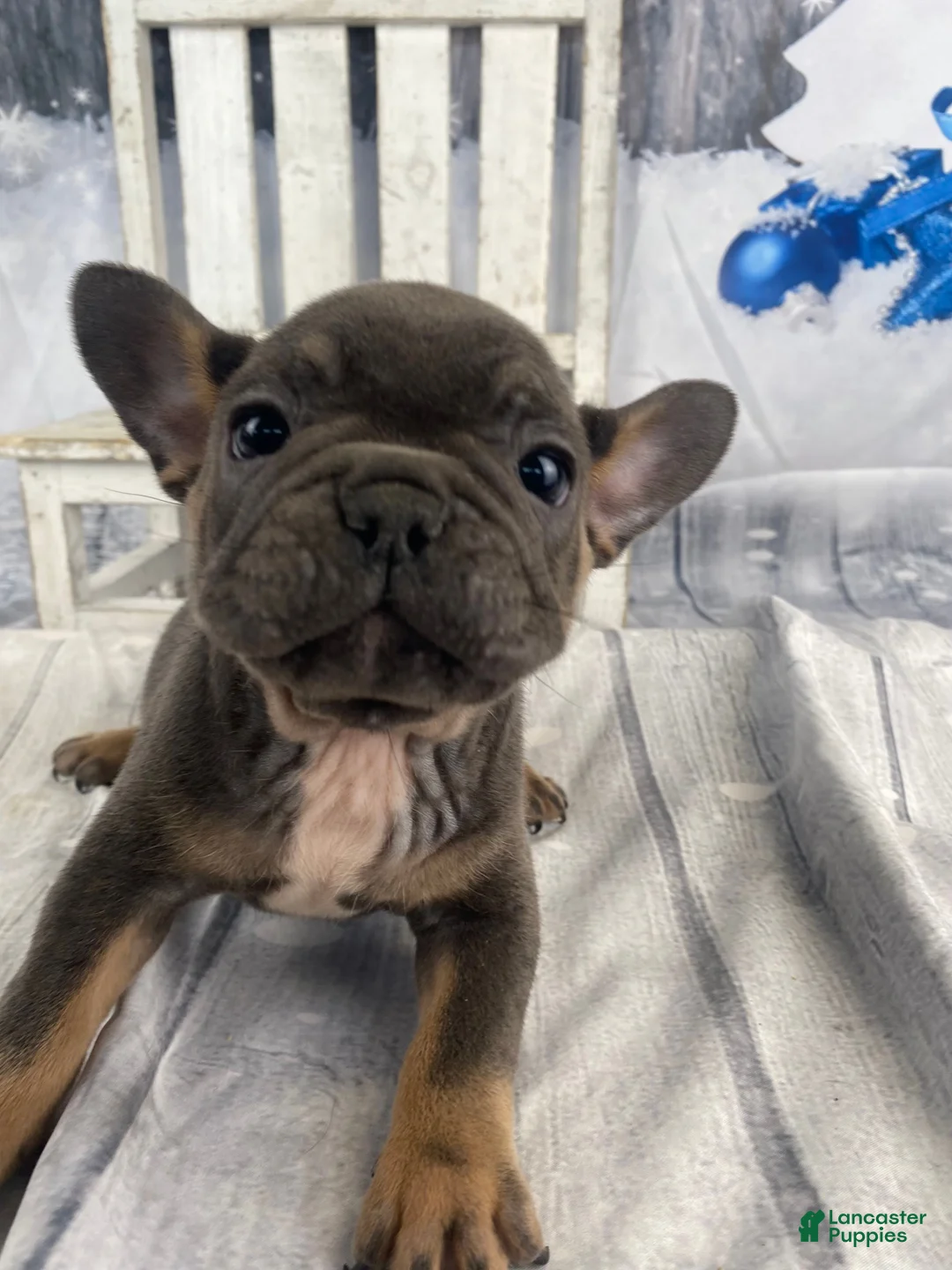 French Bulldog dogs for sale: Hunter - Ad 25