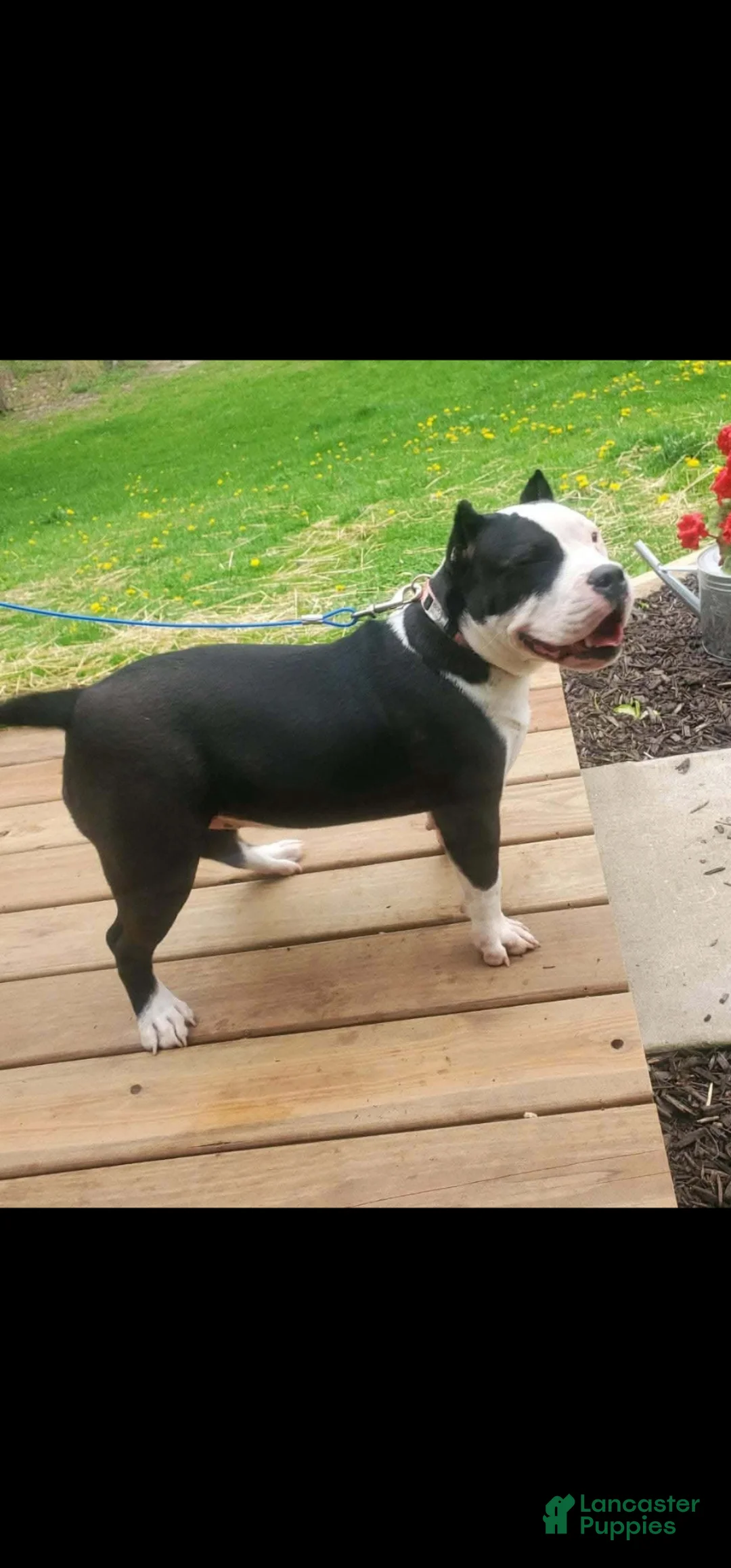 Mixed Breed dogs for sale: Mixed Breed Puppy 5 - Ad 2