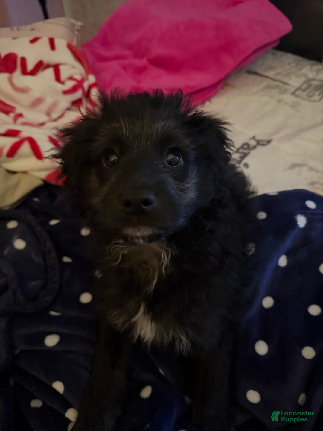 Mixed Breed dogs for sale: Mixed Breed Puppy 1 - Ad 2