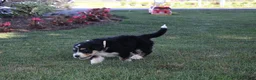 Bernedoodle dogs for sale: Smiley - Ad 11