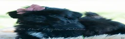 Shih Tzu dogs for sale: Luna - Ad 3