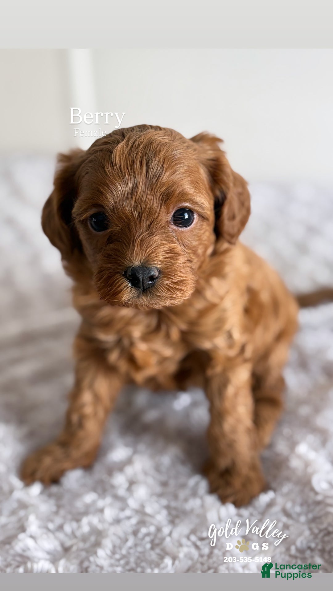 Cavapoo dogs for sale: BERRY - Ad 3