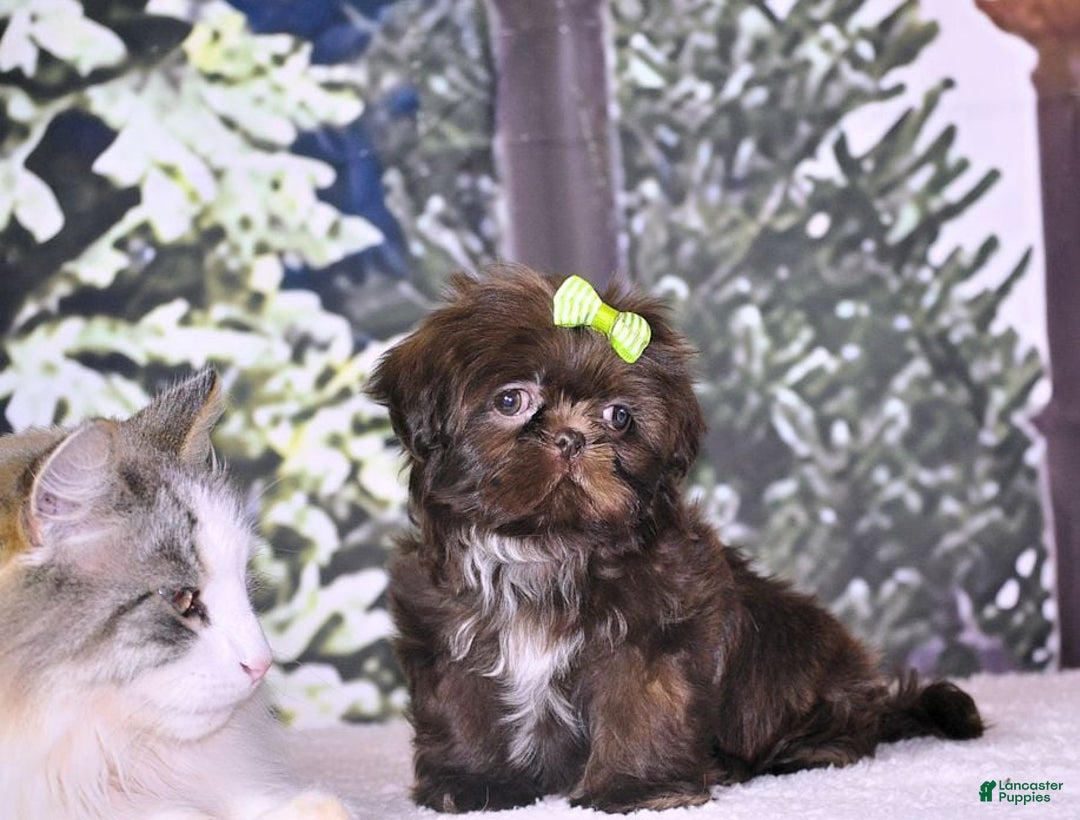 Shih Tzu dogs for sale: Tcup imperial  - Ad 6