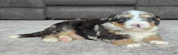 Mini Bernedoodle dogs for sale: Mini Archie  - Ad 5