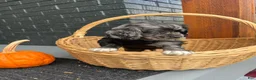 Cocker Spaniel dogs for sale: 🌪️🖤simon🌪️🖤 - Ad 6