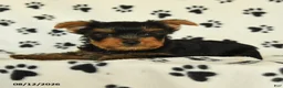 Yorkshire Terrier dogs for sale: Quill - Ad 3