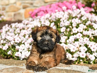 Soft Coated Wheaten Terrier dogs - Ad 2