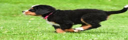 Bernese Mountain Dog dogs for sale: Nicole - Ad 4
