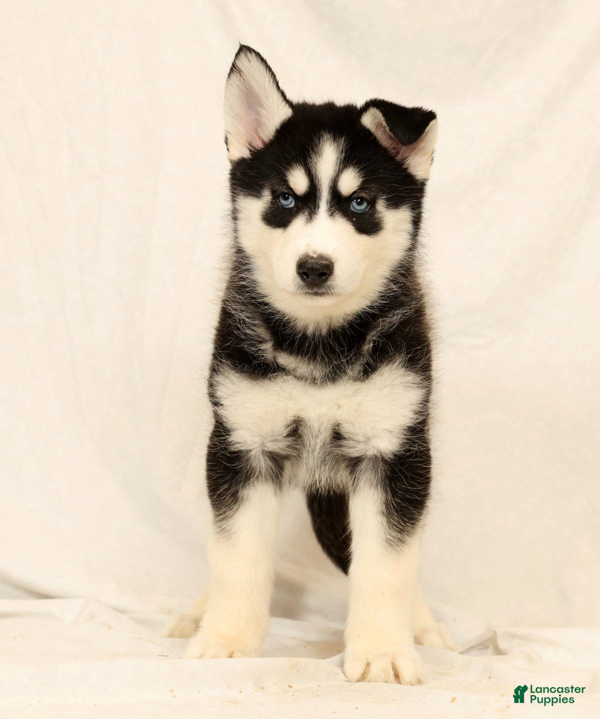 Gerberian Shepsky dogs Sandy - Ad 1