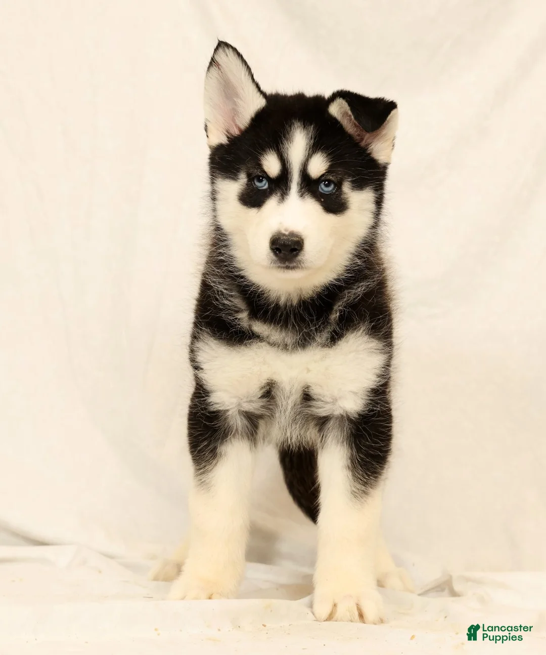 Gerberian Shepsky dogs for sale: Sandy - Ad 1